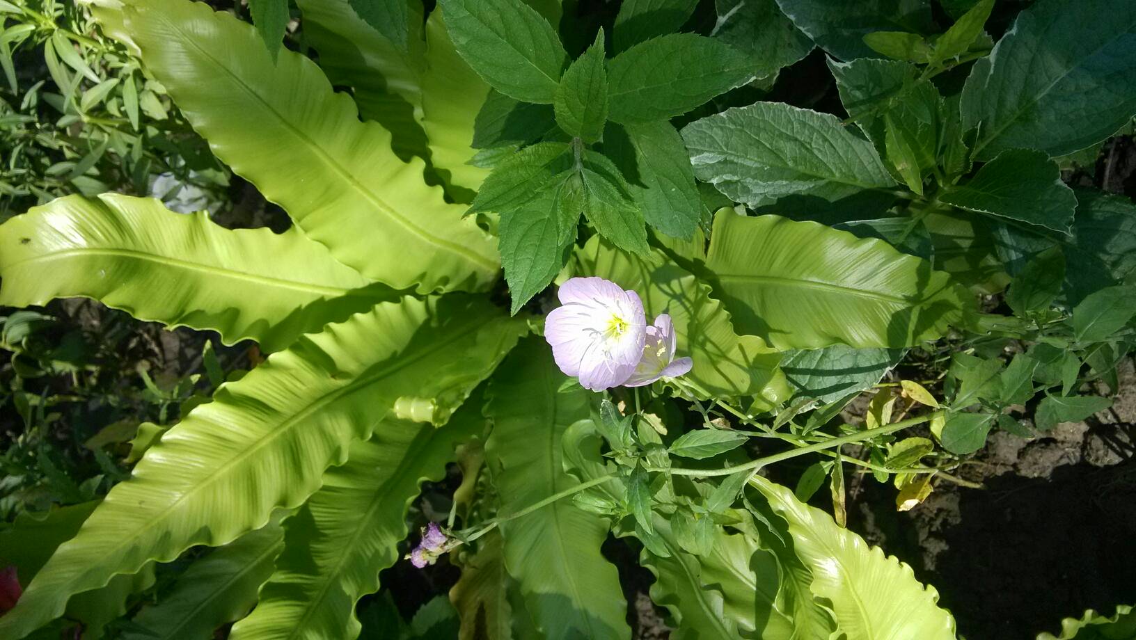 日本公妇在线观看中文版